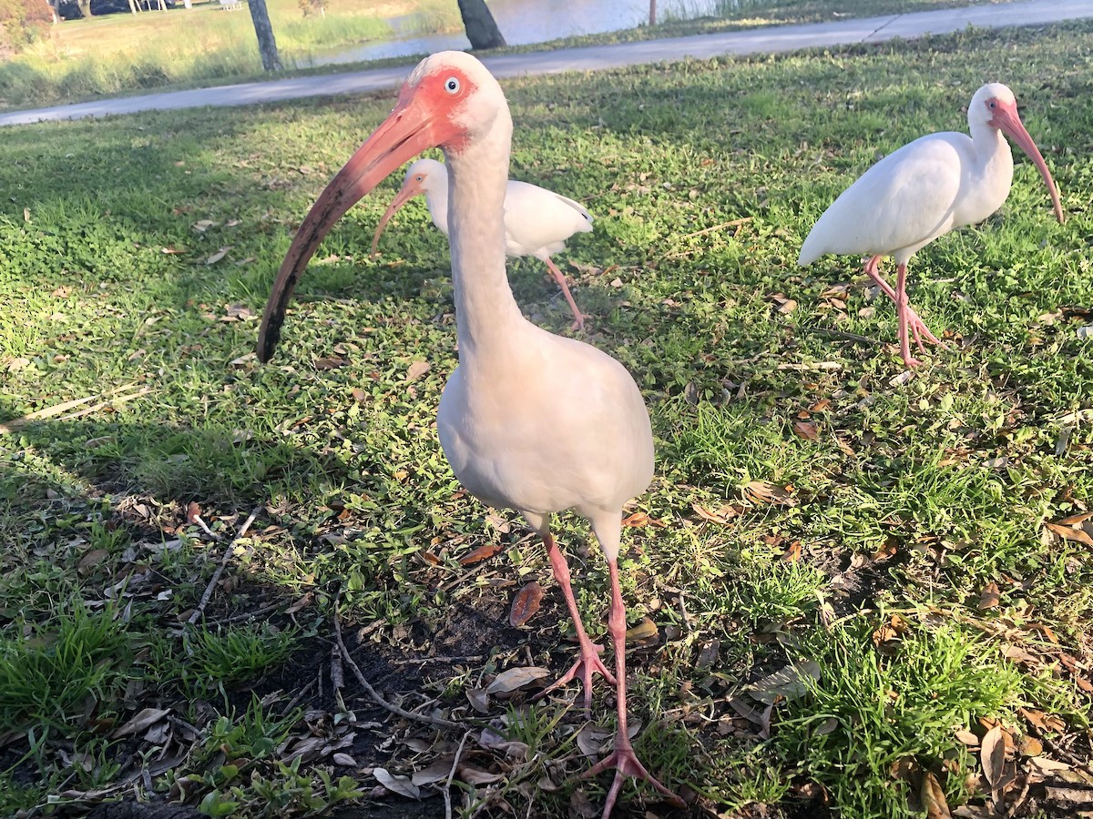 Corocoro Blanco - ML645459720