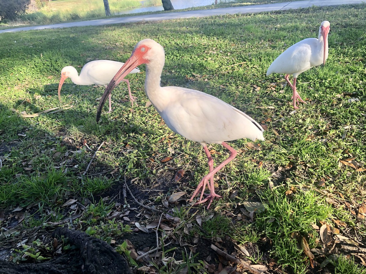 Corocoro Blanco - ML645459721