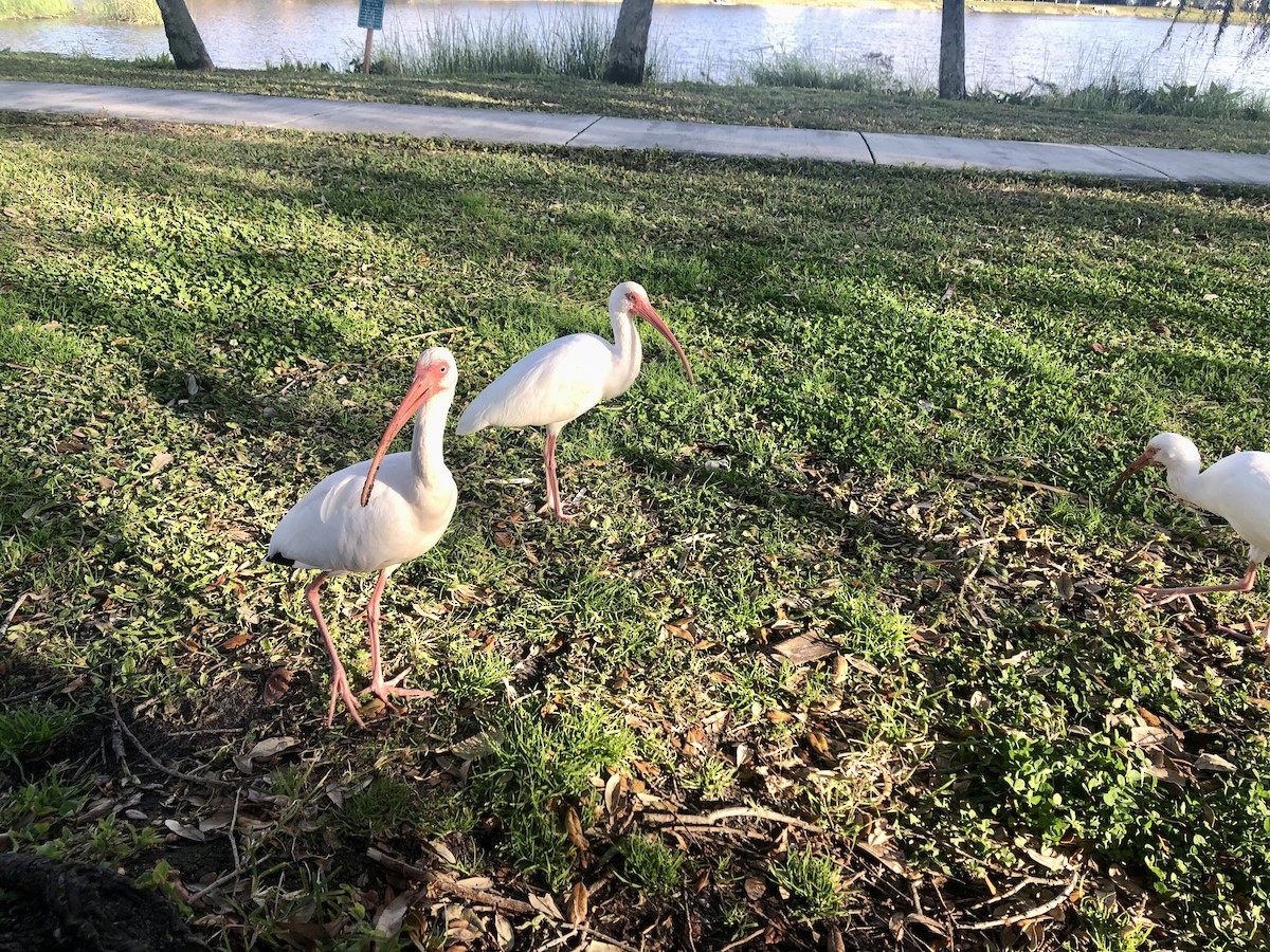 Corocoro Blanco - ML645459722