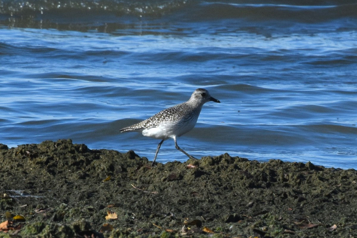 Chorlito Gris - ML645459723