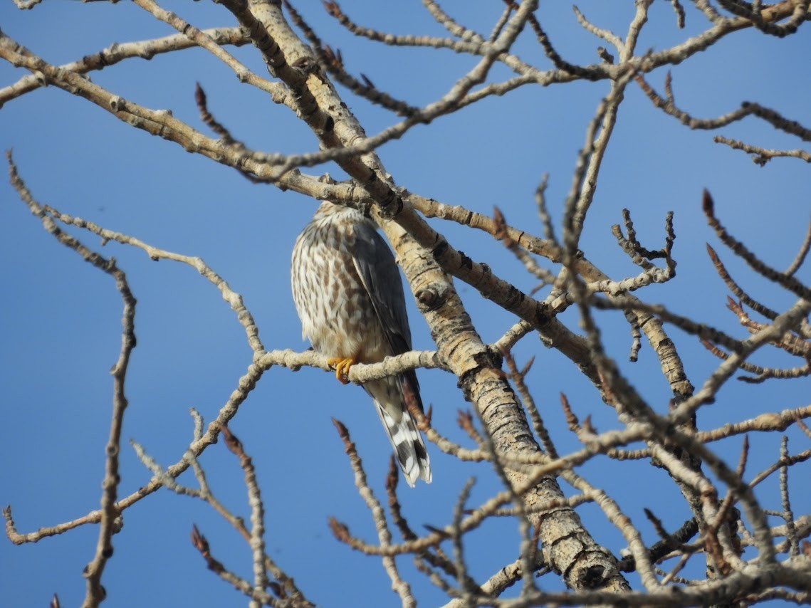 Esmerejón - ML645459724