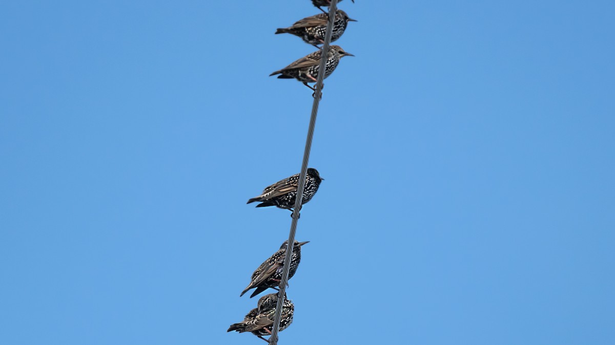 Estornino Pinto - ML645459725