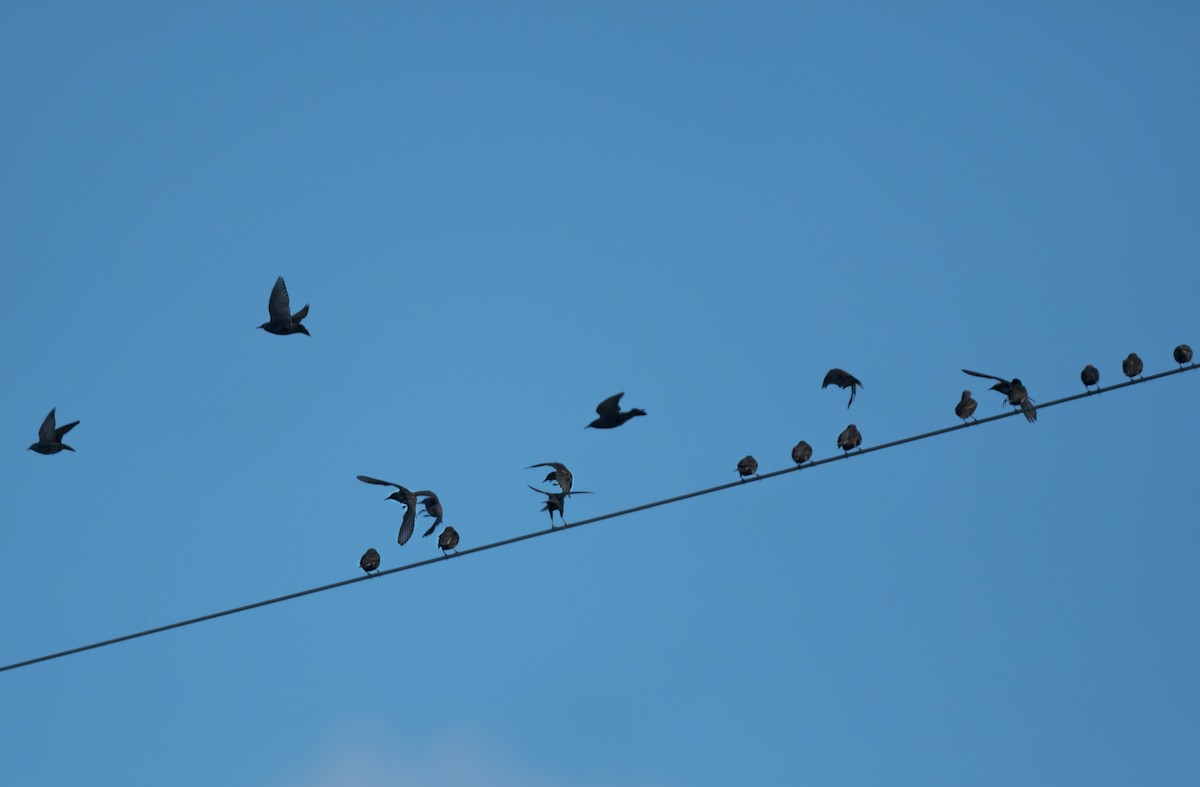 Estornino Pinto - ML645459726