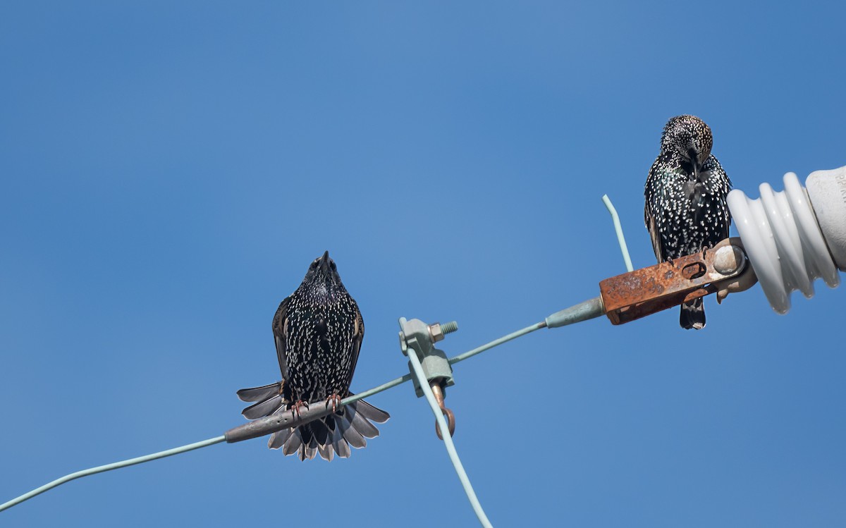 Estornino Pinto - ML645459727