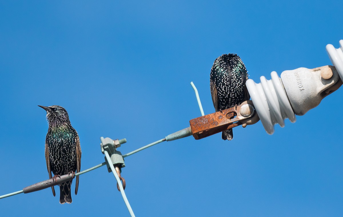 Estornino Pinto - ML645459728