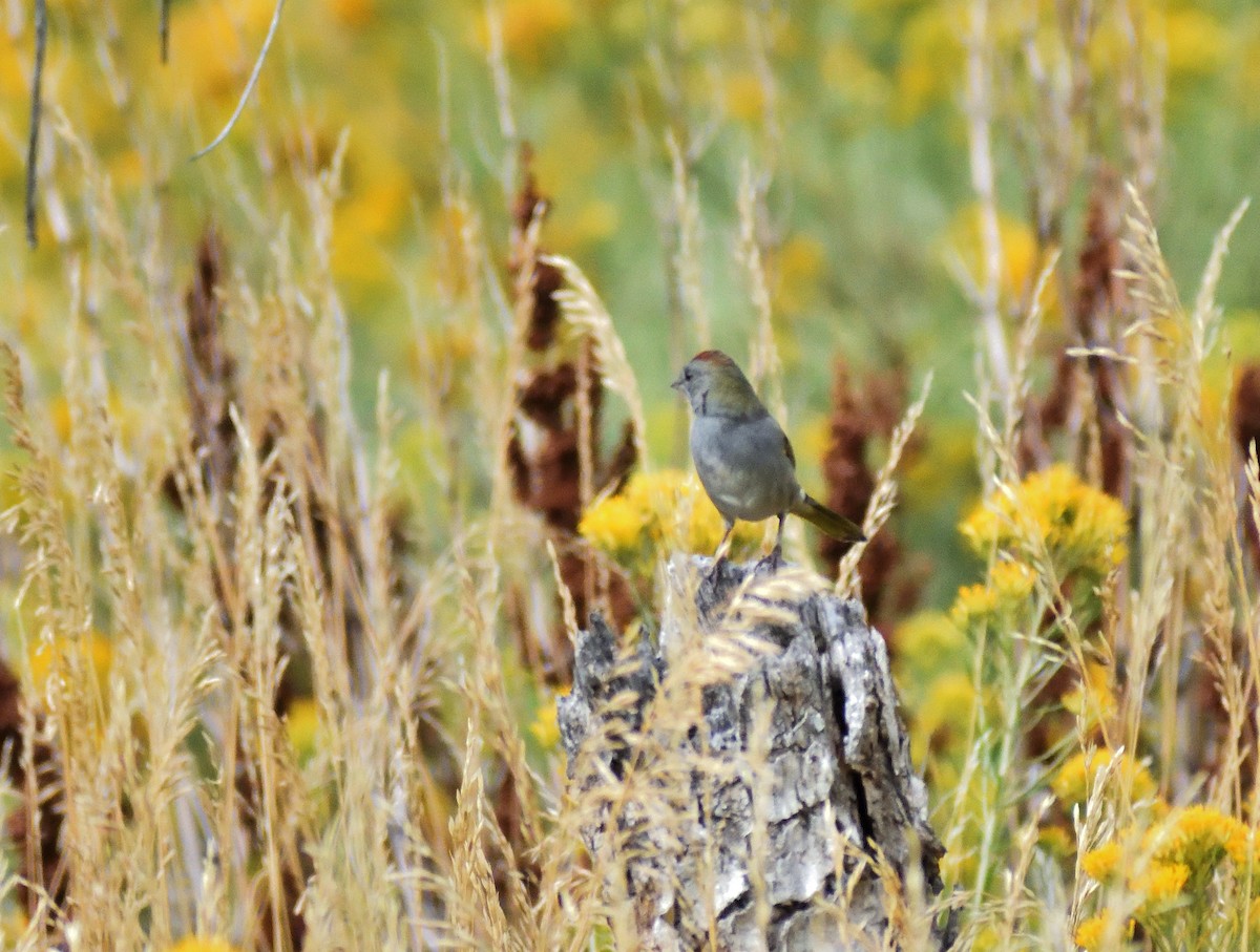 Toquí Coliverde - ML645459729