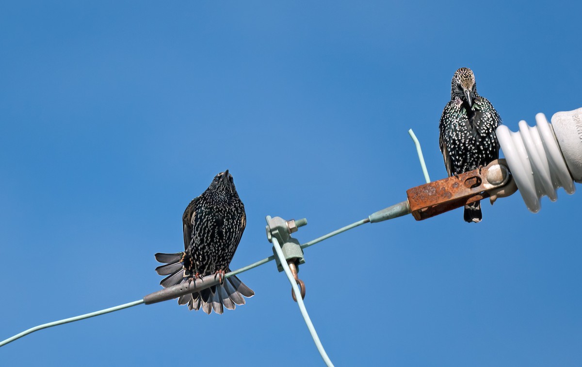 Estornino Pinto - ML645459730