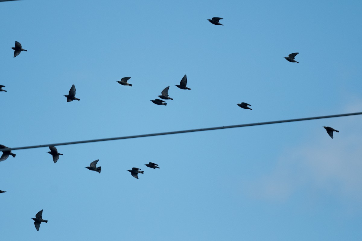 Estornino Pinto - ML645459731