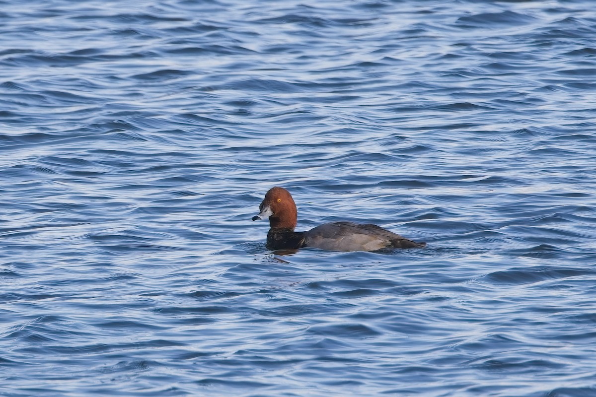 Redhead - ML645459733