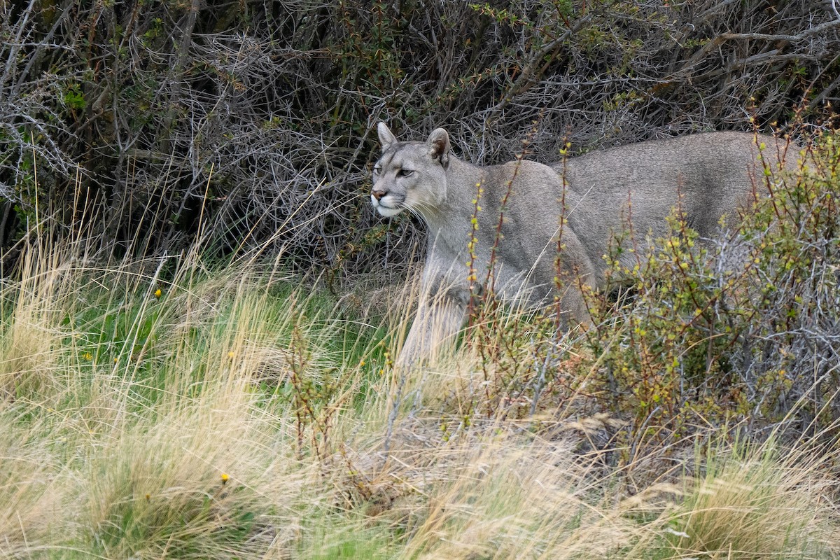 Mountain Lion - ML645459736