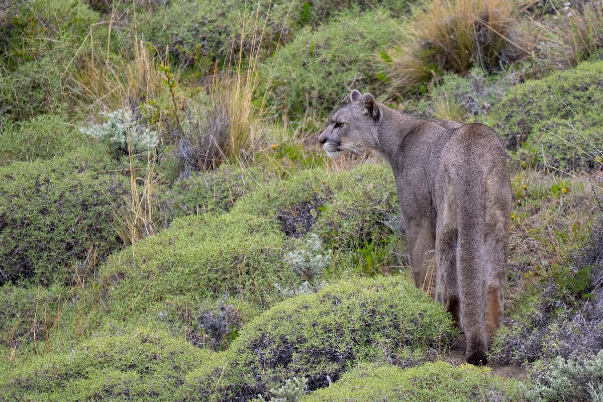 Mountain Lion - ML645459737