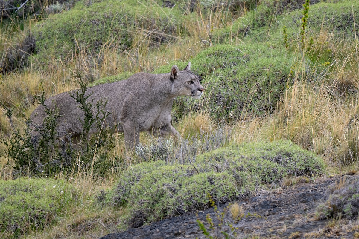 Mountain Lion - ML645459739