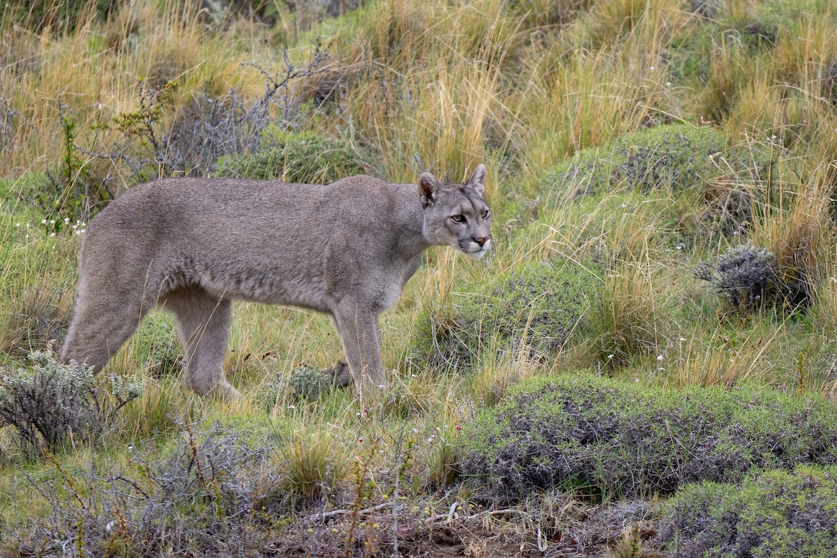 Mountain Lion - ML645459740