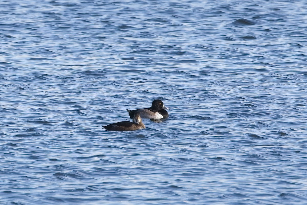 Ring-necked Duck - ML645459743