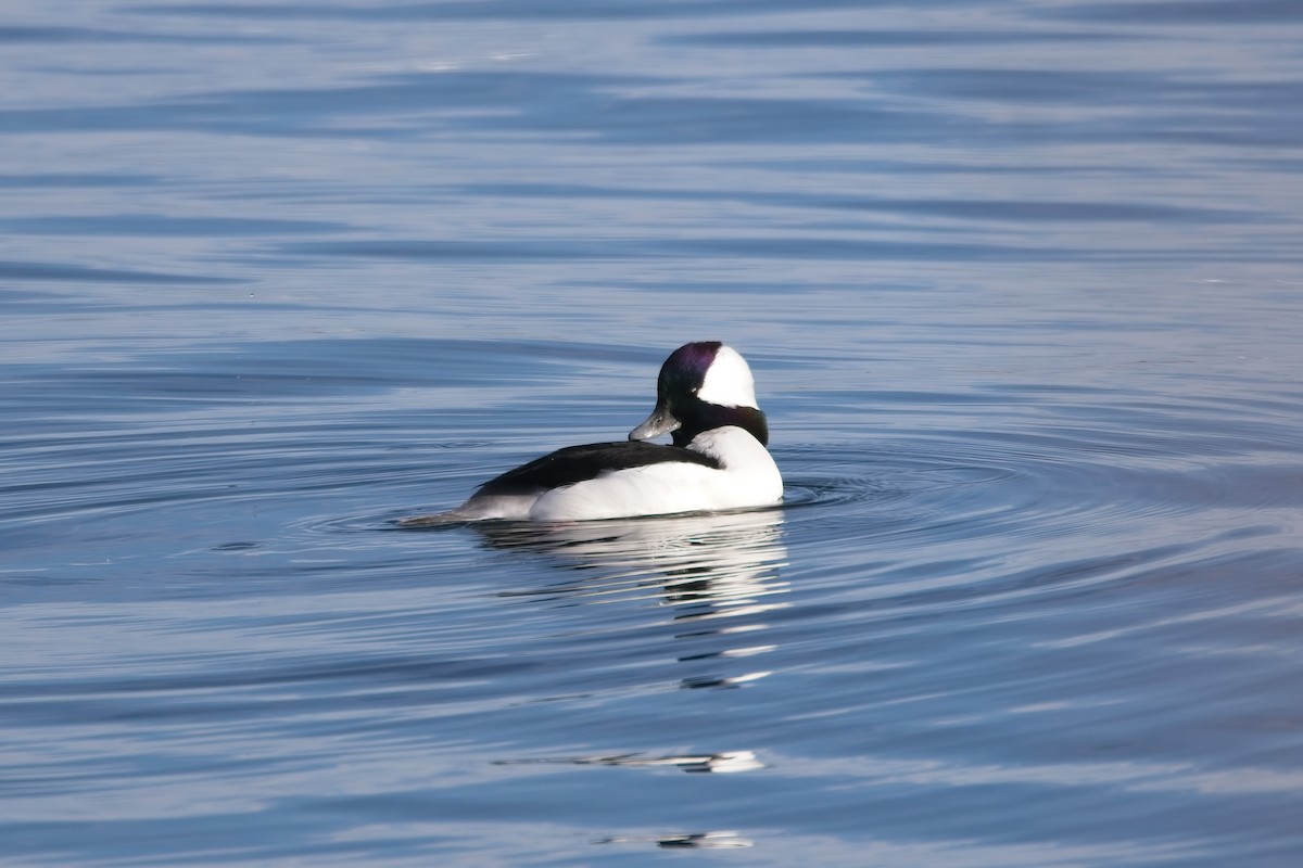 Bufflehead - ML645459749