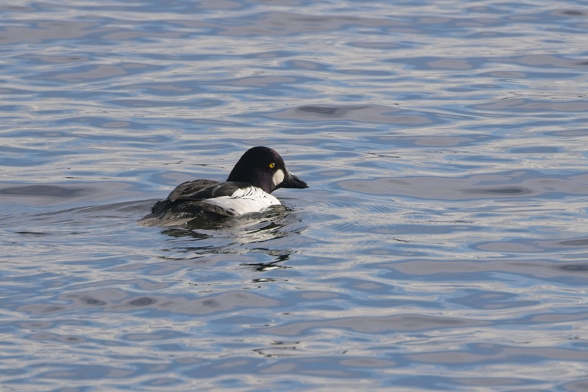 Common Goldeneye - ML645459752