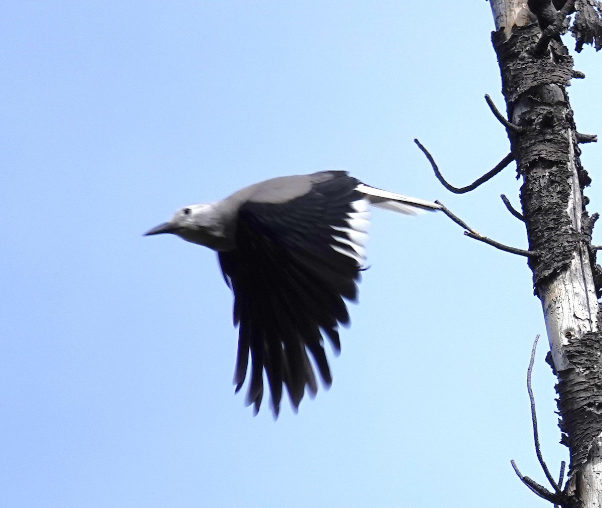 Clark's Nutcracker - ML645459753