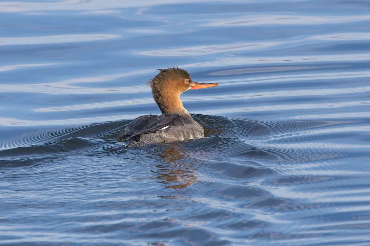 Red-breasted Merganser - ML645459758