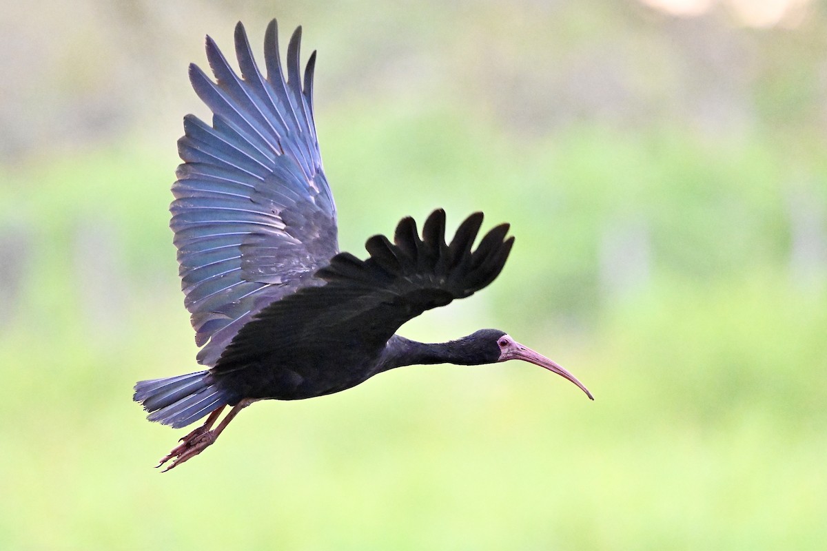 Bare-faced Ibis - ML645459759