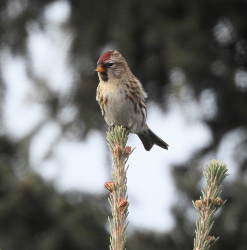 Redpoll - ML645459771