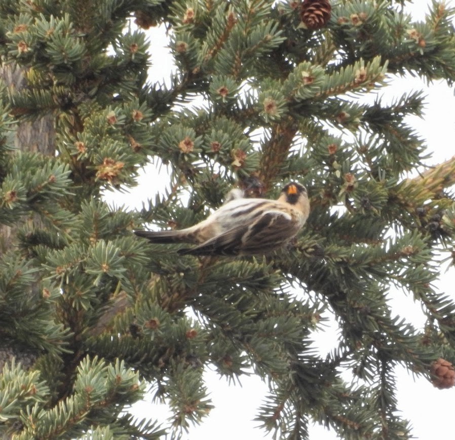 Redpoll - ML645459772