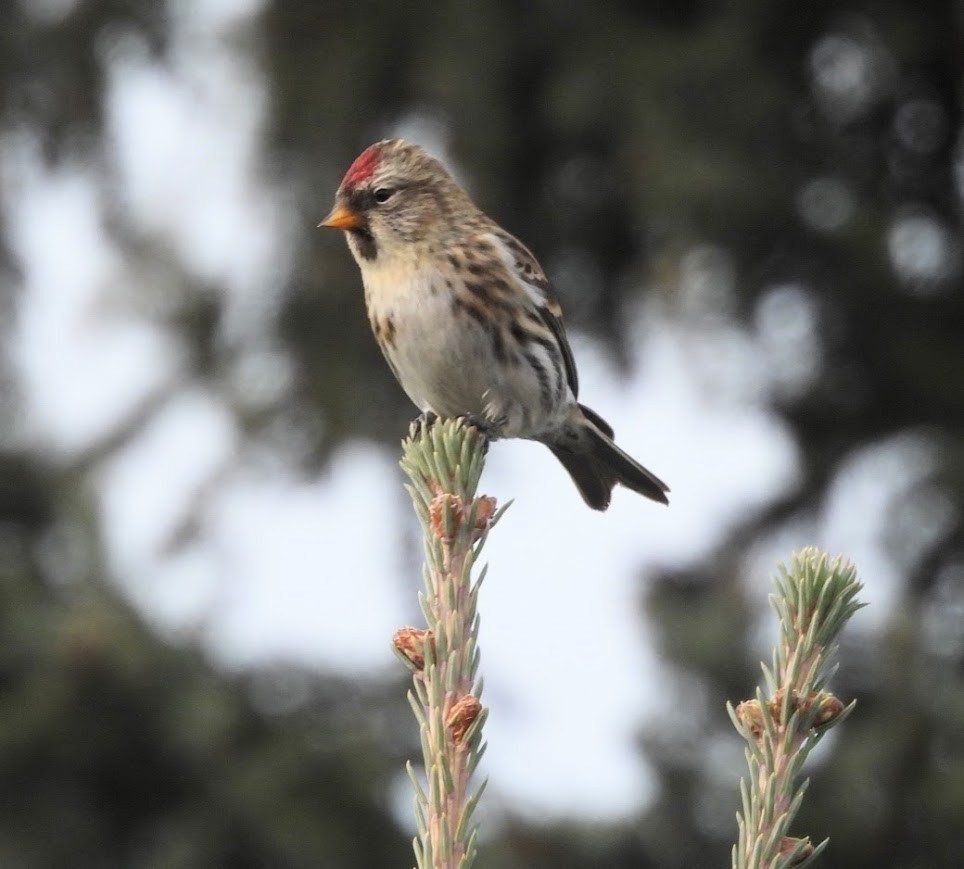 Redpoll - ML645459773