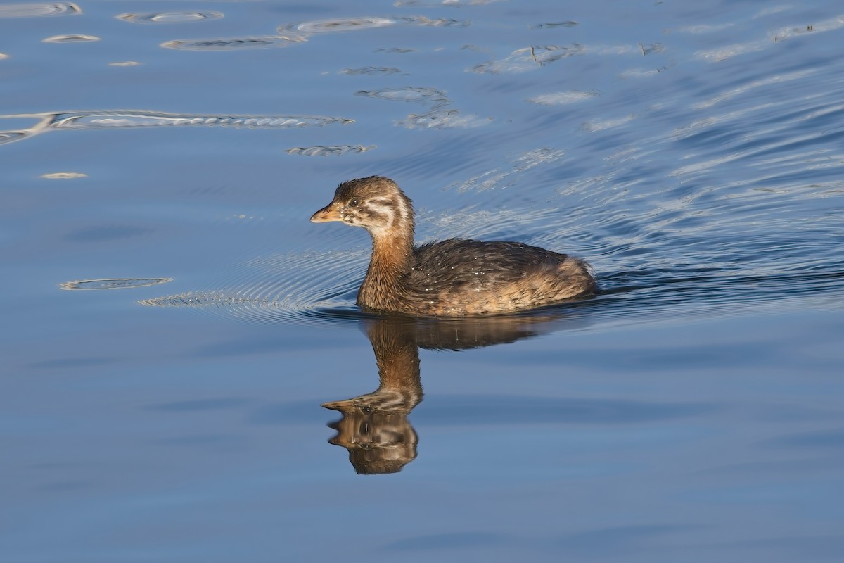 Pied-billed Grebe - ML645459789