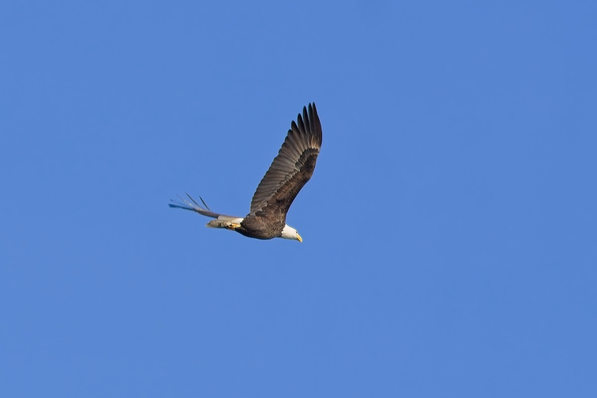 Bald Eagle - ML645459794
