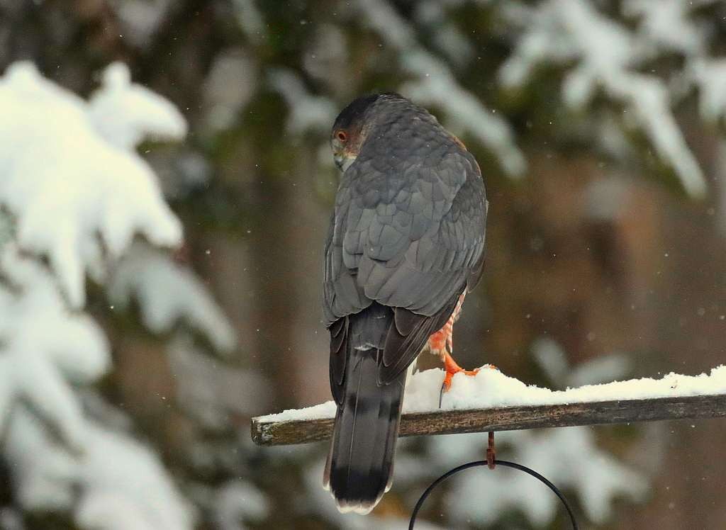 Cooper's Hawk - ML645459795