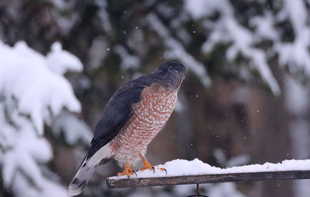 Cooper's Hawk - ML645459802