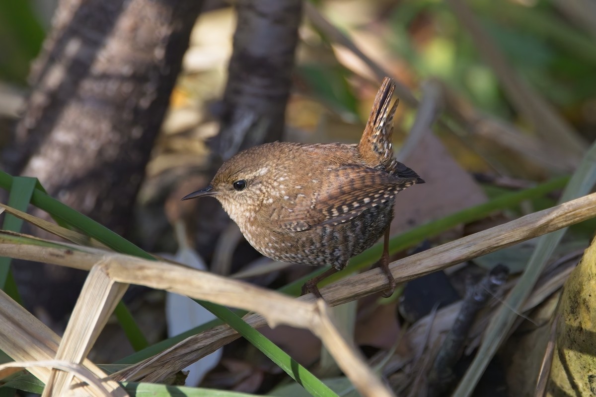 Winter Wren - ML645459804