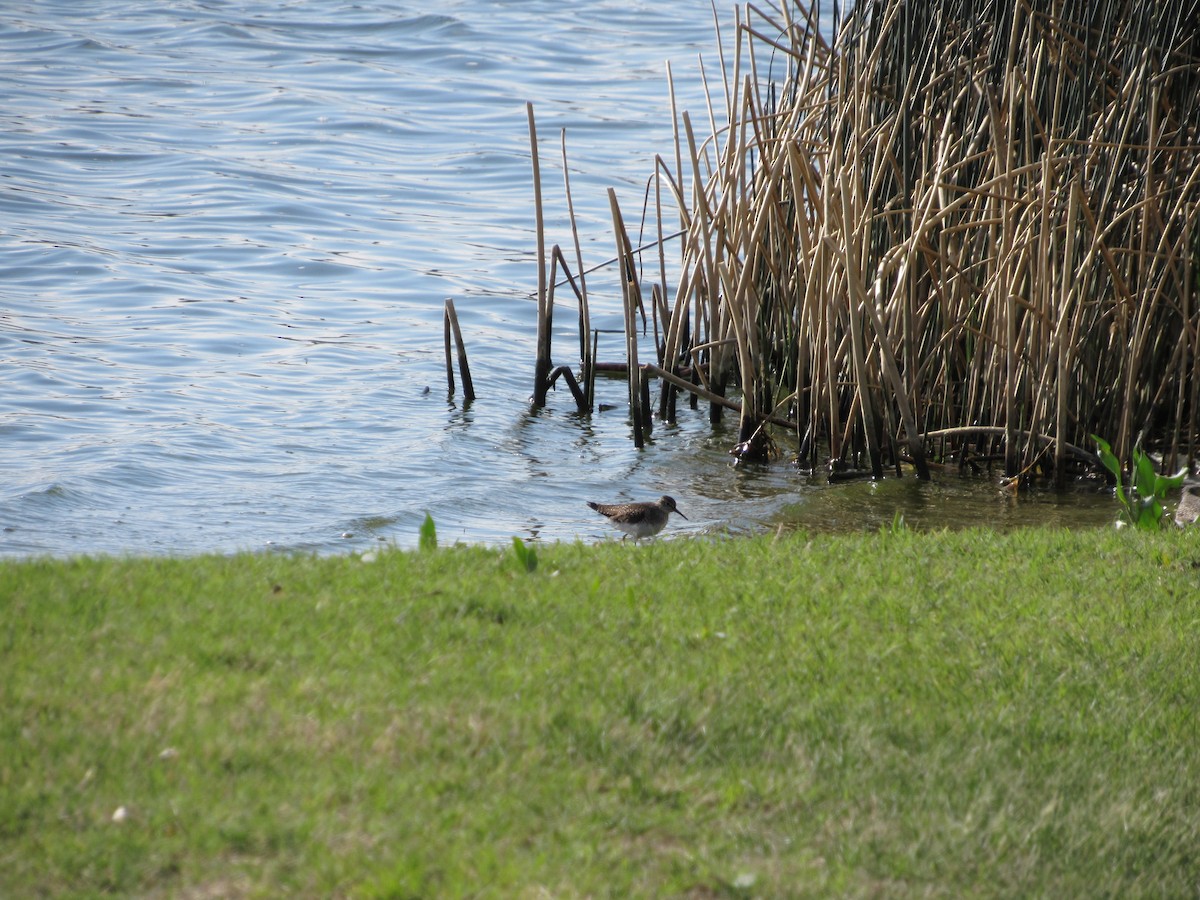 Solitary Sandpiper - ML645459818