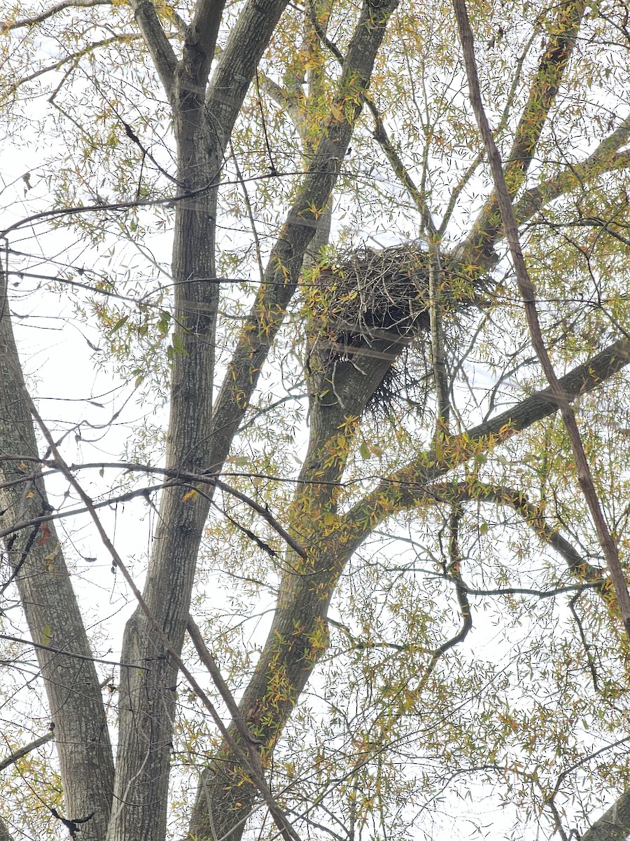 Bald Eagle - ML645459824