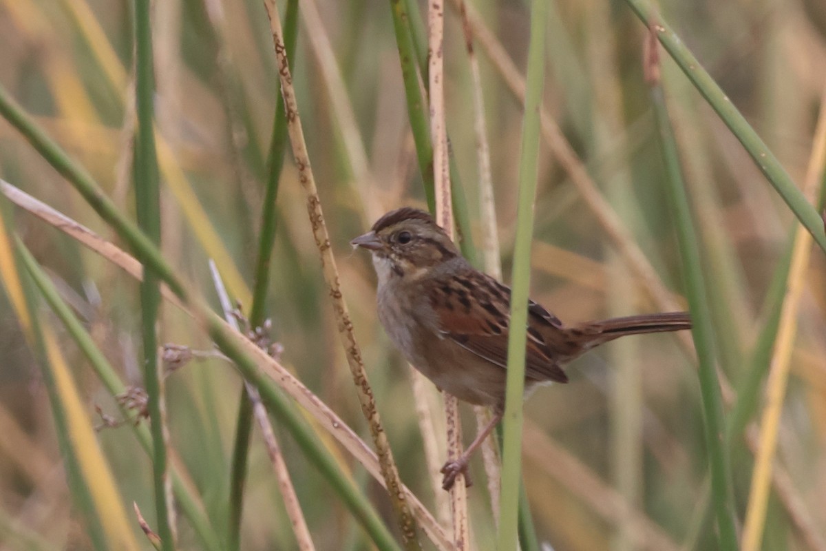 Swamp Sparrow - ML645459829