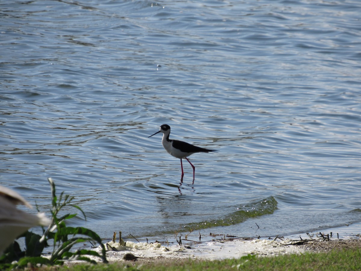 Black-necked Stilt - ML645459831