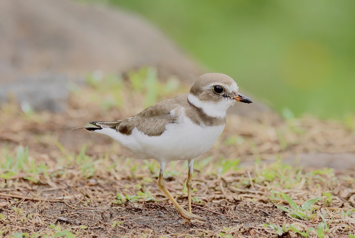Semipalmated Plover - ML645459843