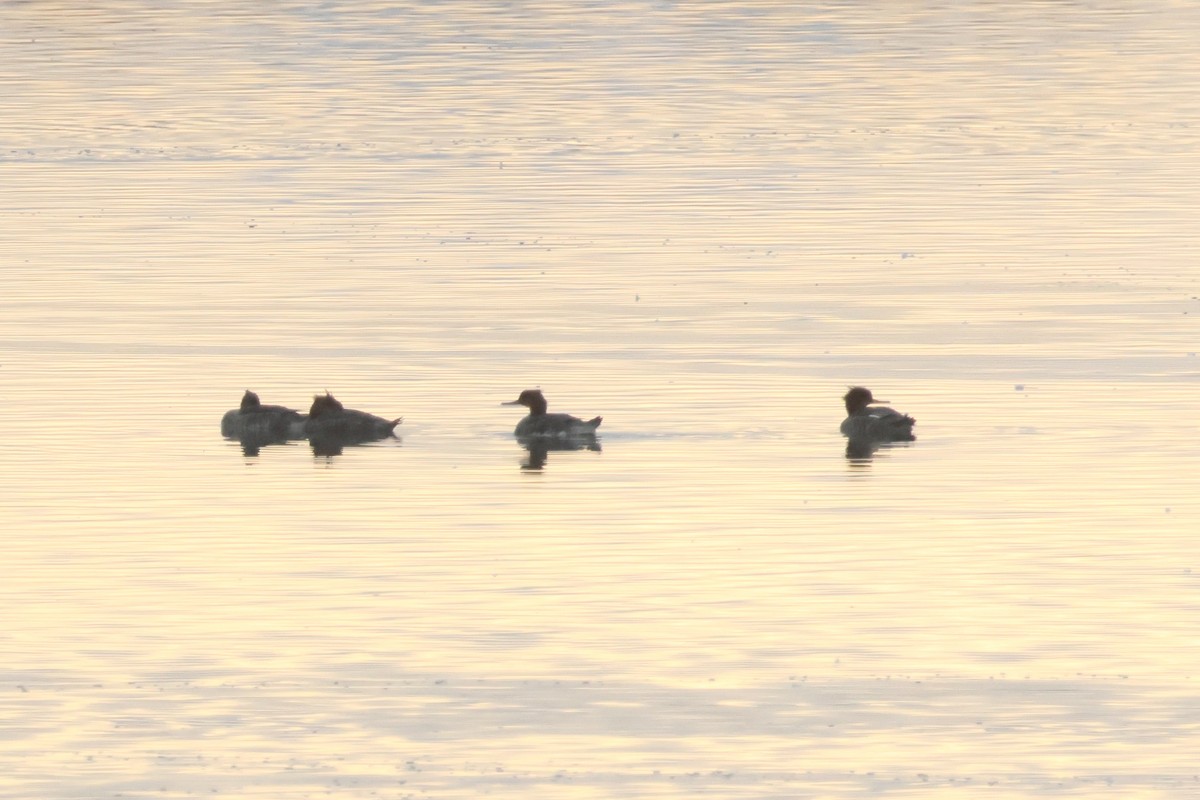 Red-breasted Merganser - ML645459850