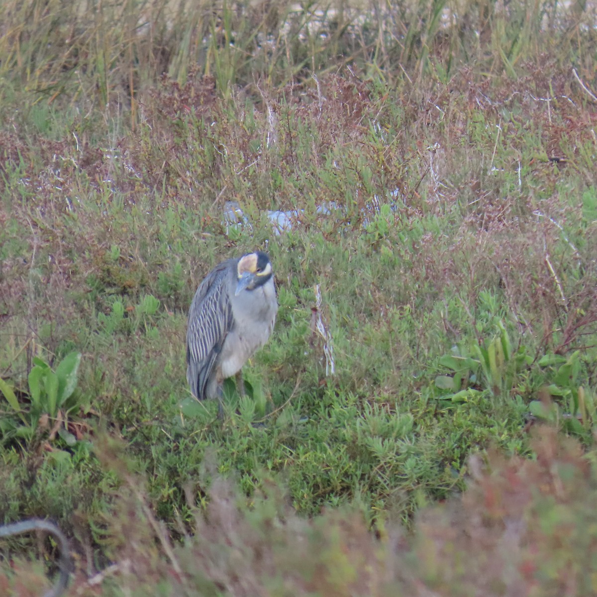 Yellow-crowned Night Heron - ML645459851