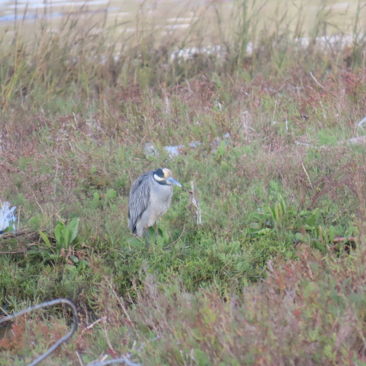 Yellow-crowned Night Heron - ML645459852