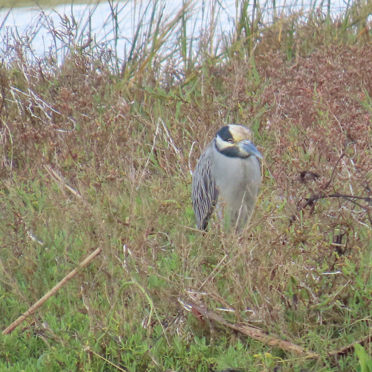 Yellow-crowned Night Heron - ML645459853