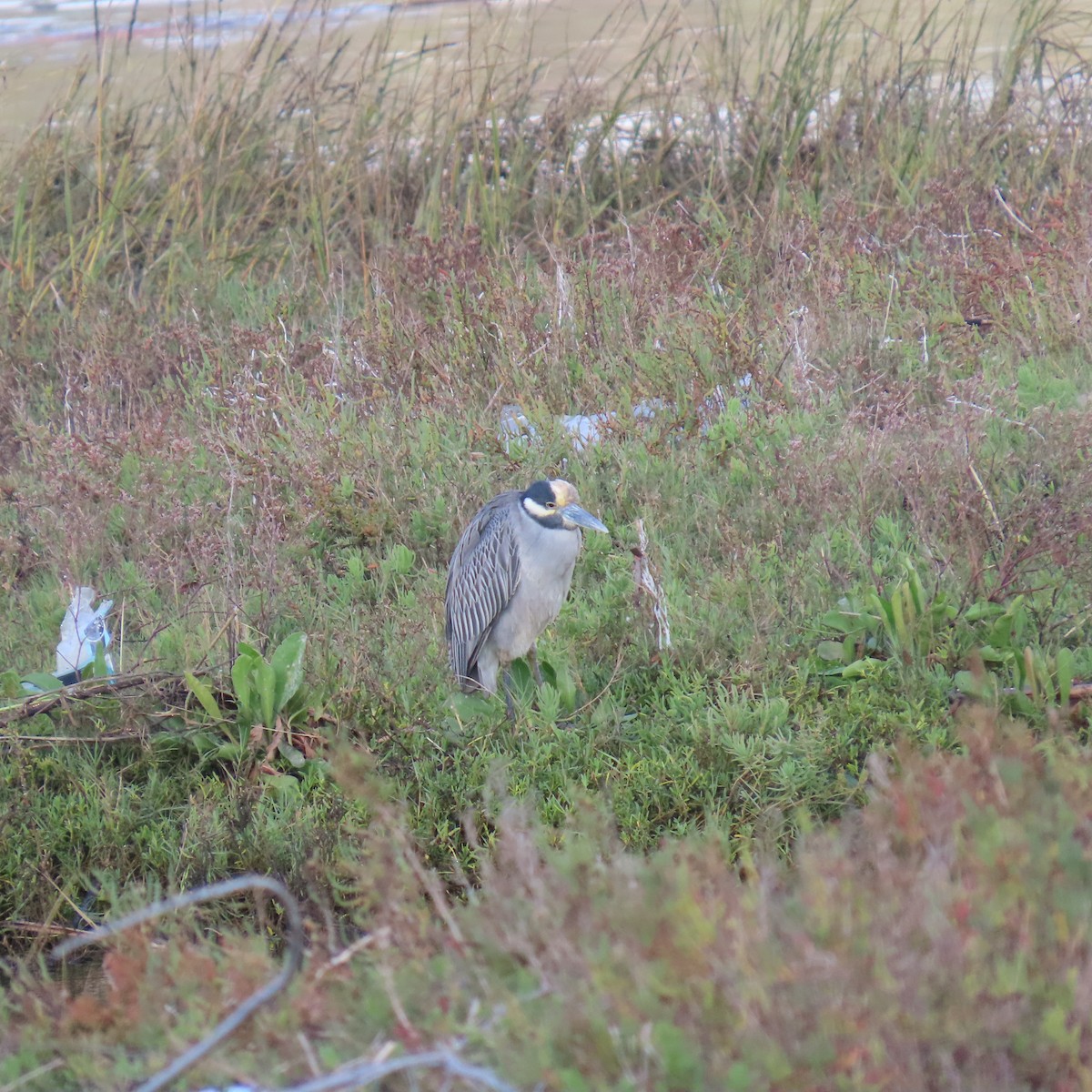 Yellow-crowned Night Heron - ML645459854