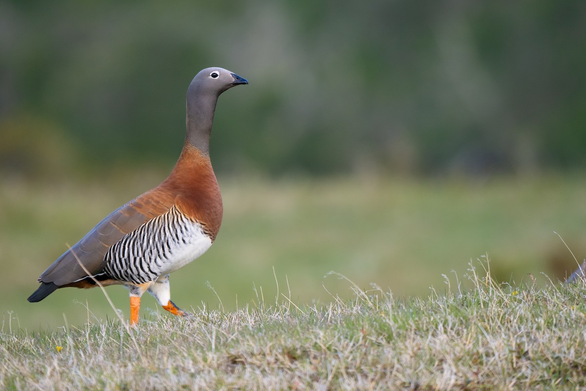 husice rudoprsá - ML645459855