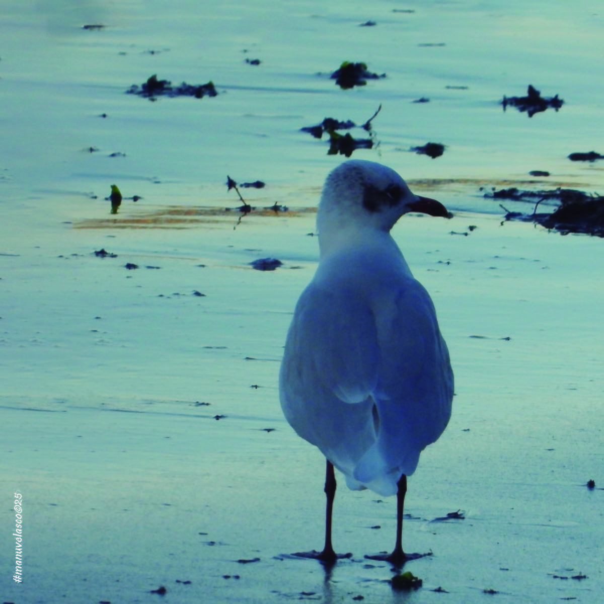 Mediterranean Gull - ML645459857