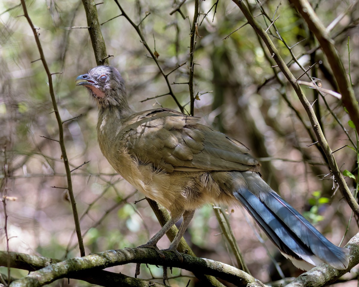 Plain Chachalaca - ML645459858