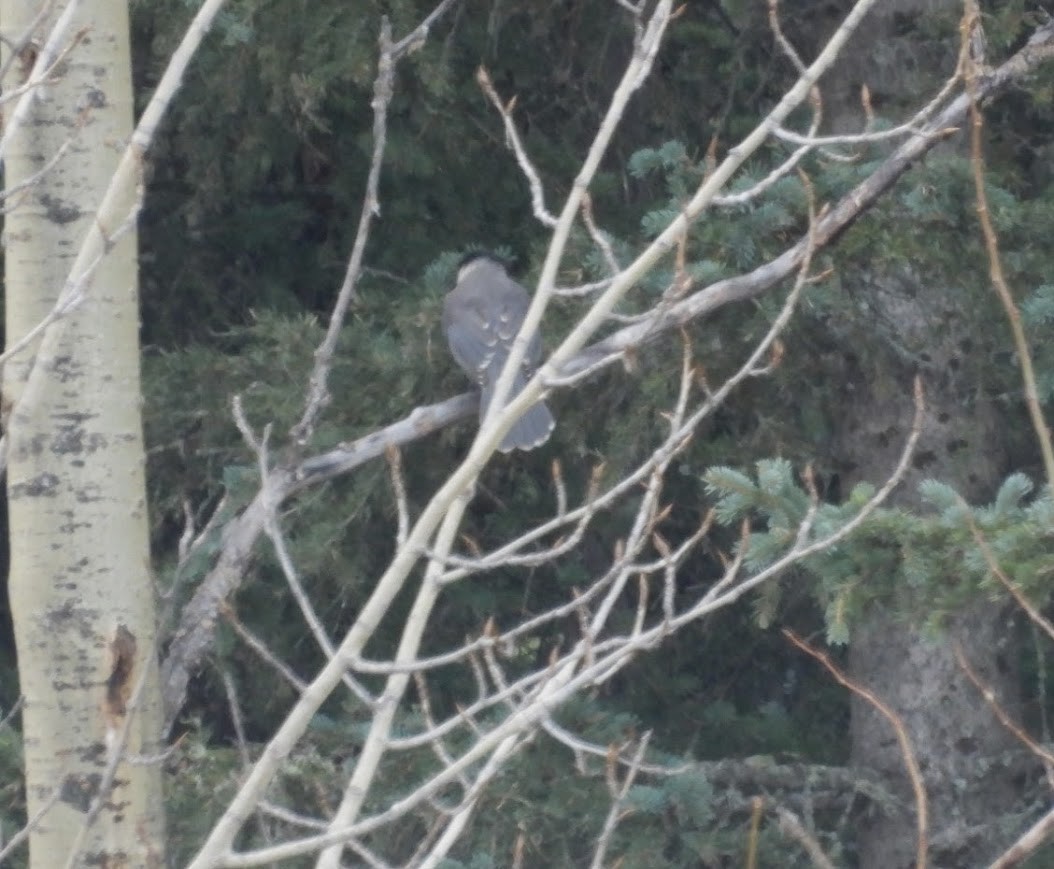Canada Jay - ML645459860