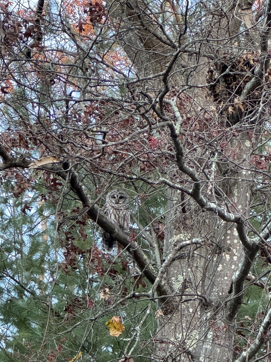 Barred Owl - ML645459861