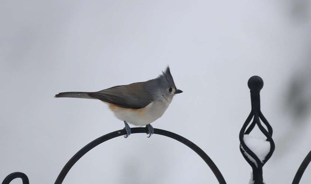 gråduskmeis - ML645459862