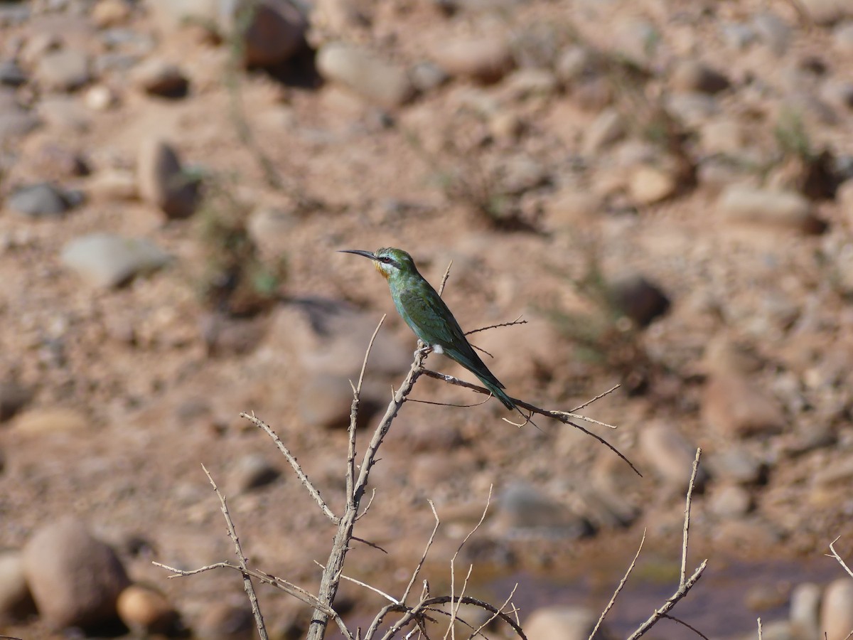 blåkinnbieter - ML645459865