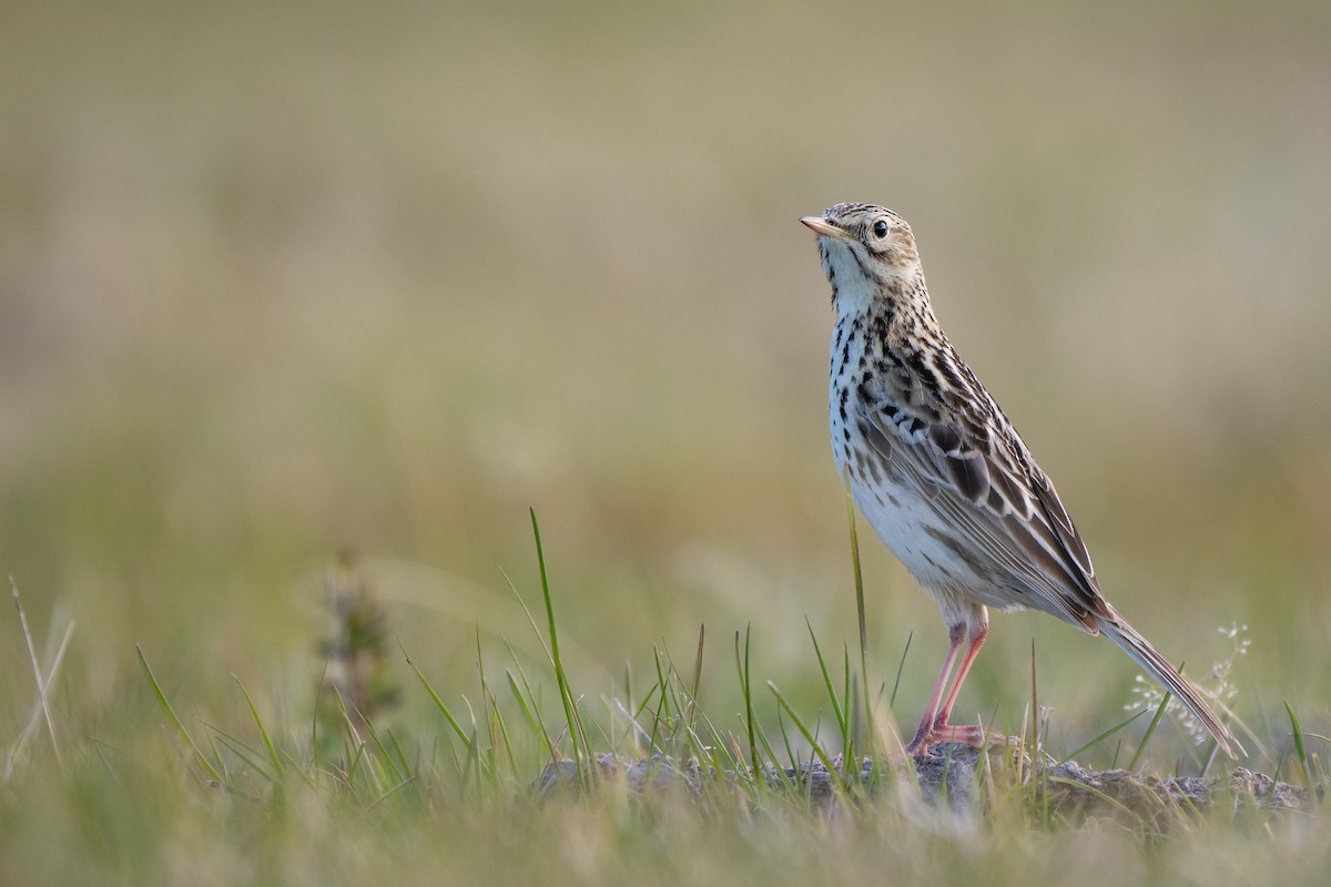 linduška jihoamerická - ML645459868