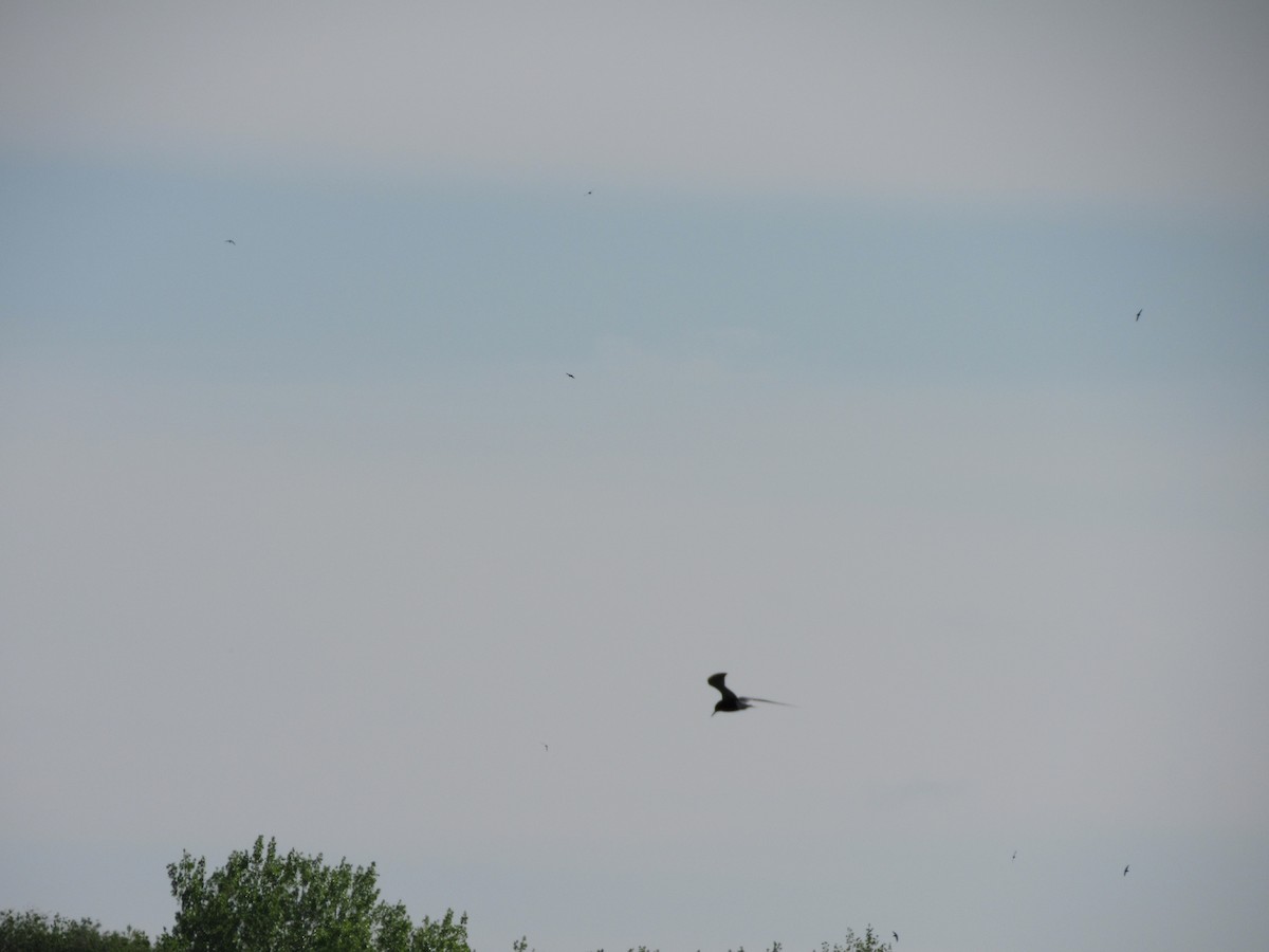 Black Tern - ML645459870